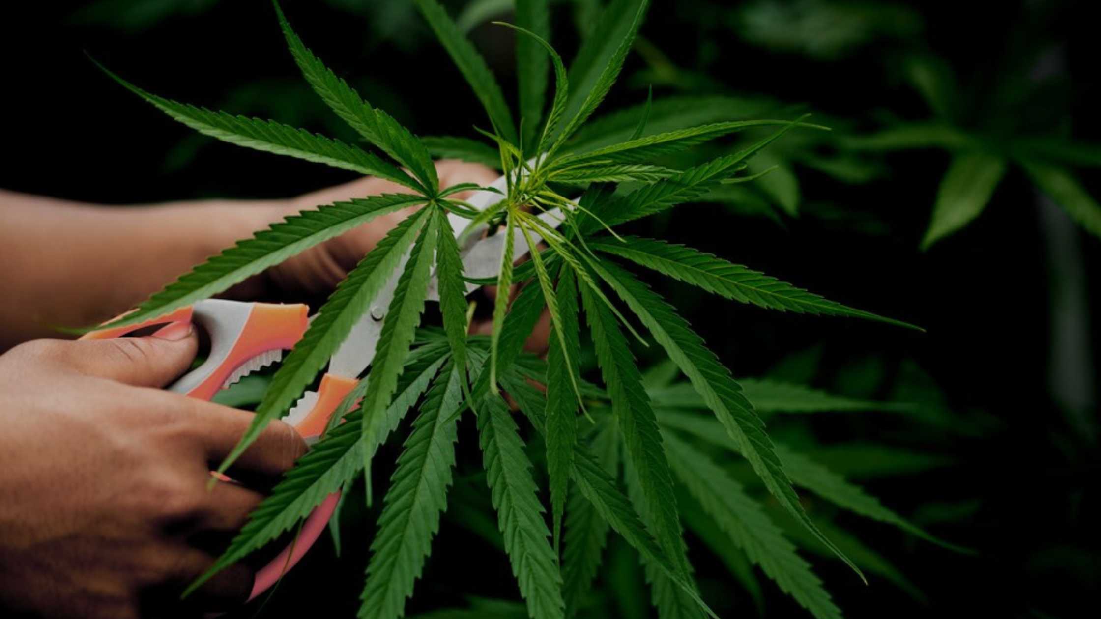 CBD Hemp