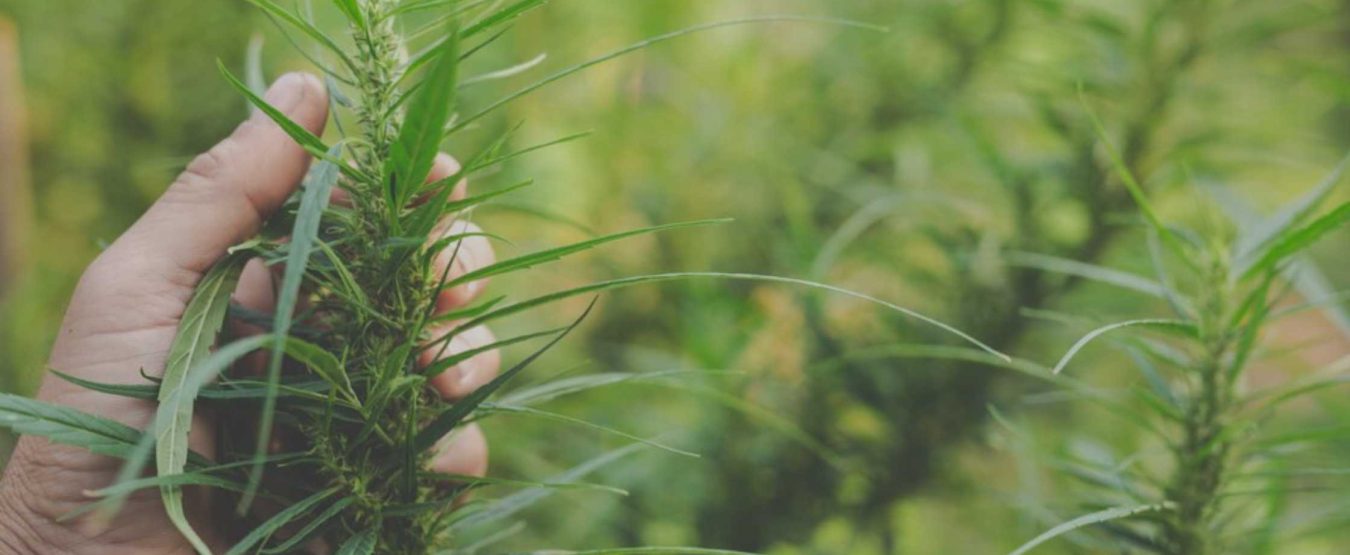 Times Of Hemp
