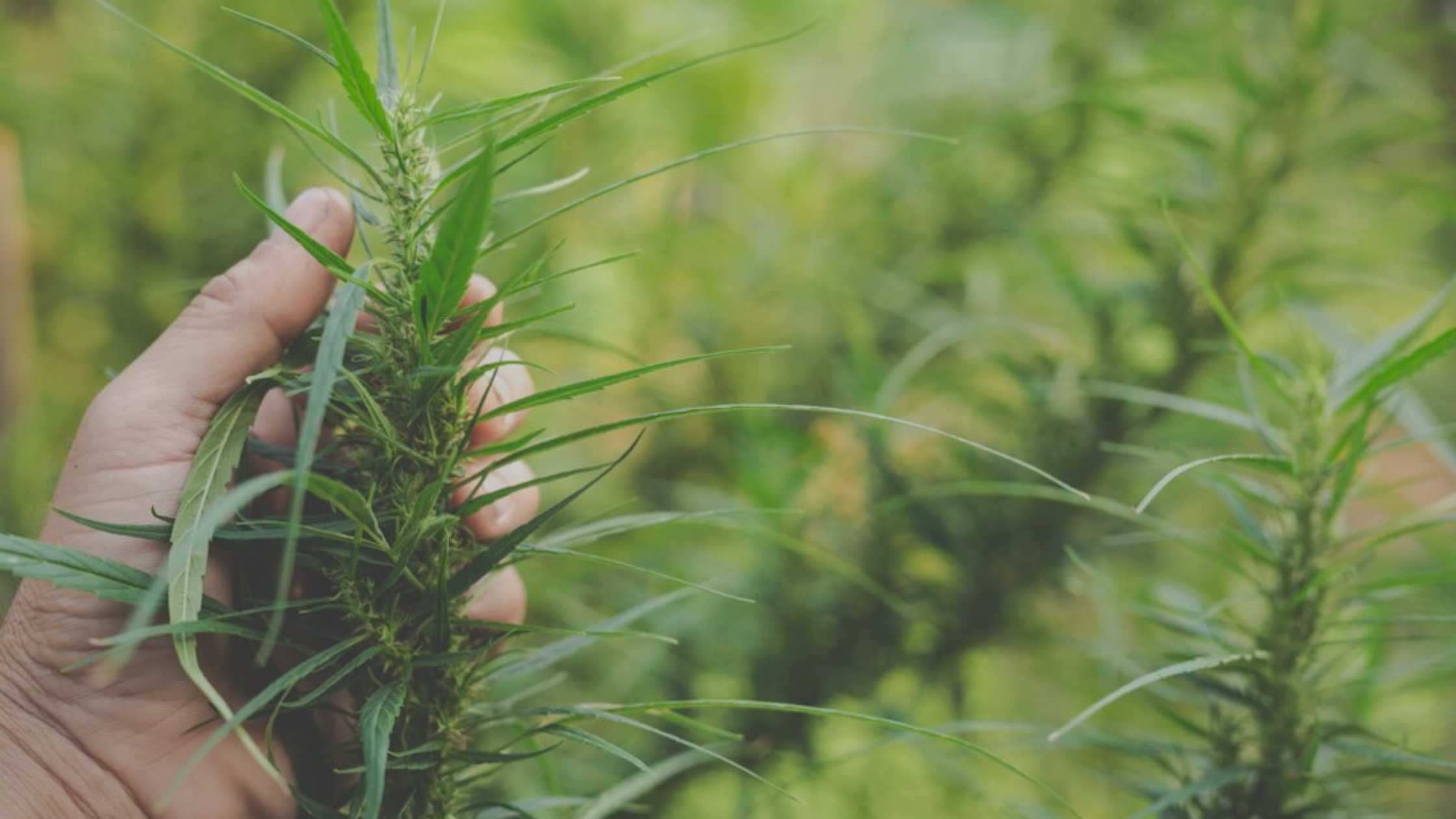 Hemp