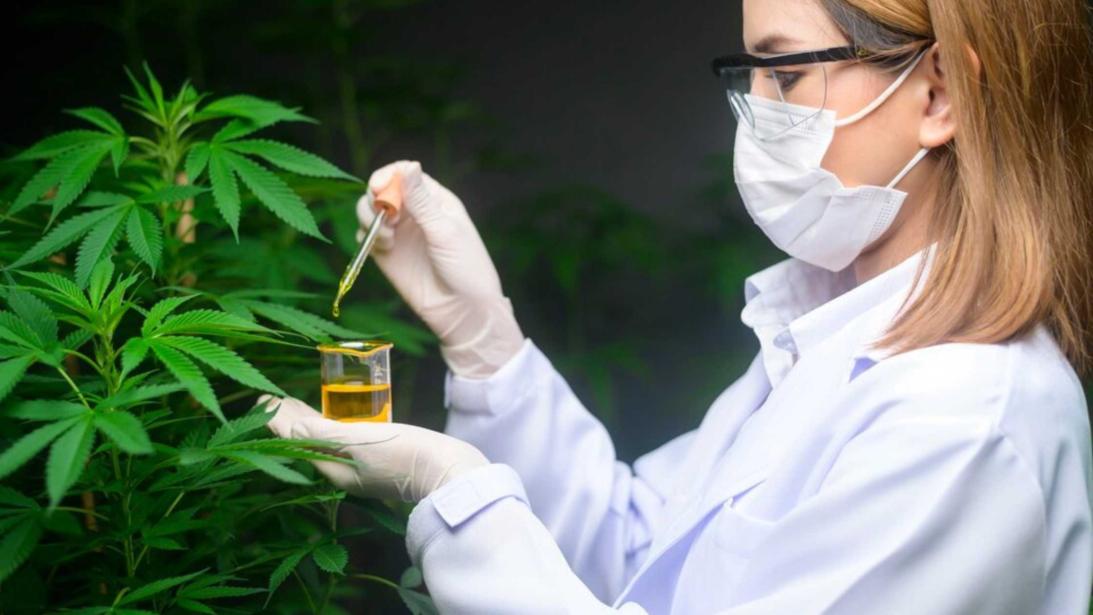 Therapeutic Cannabis