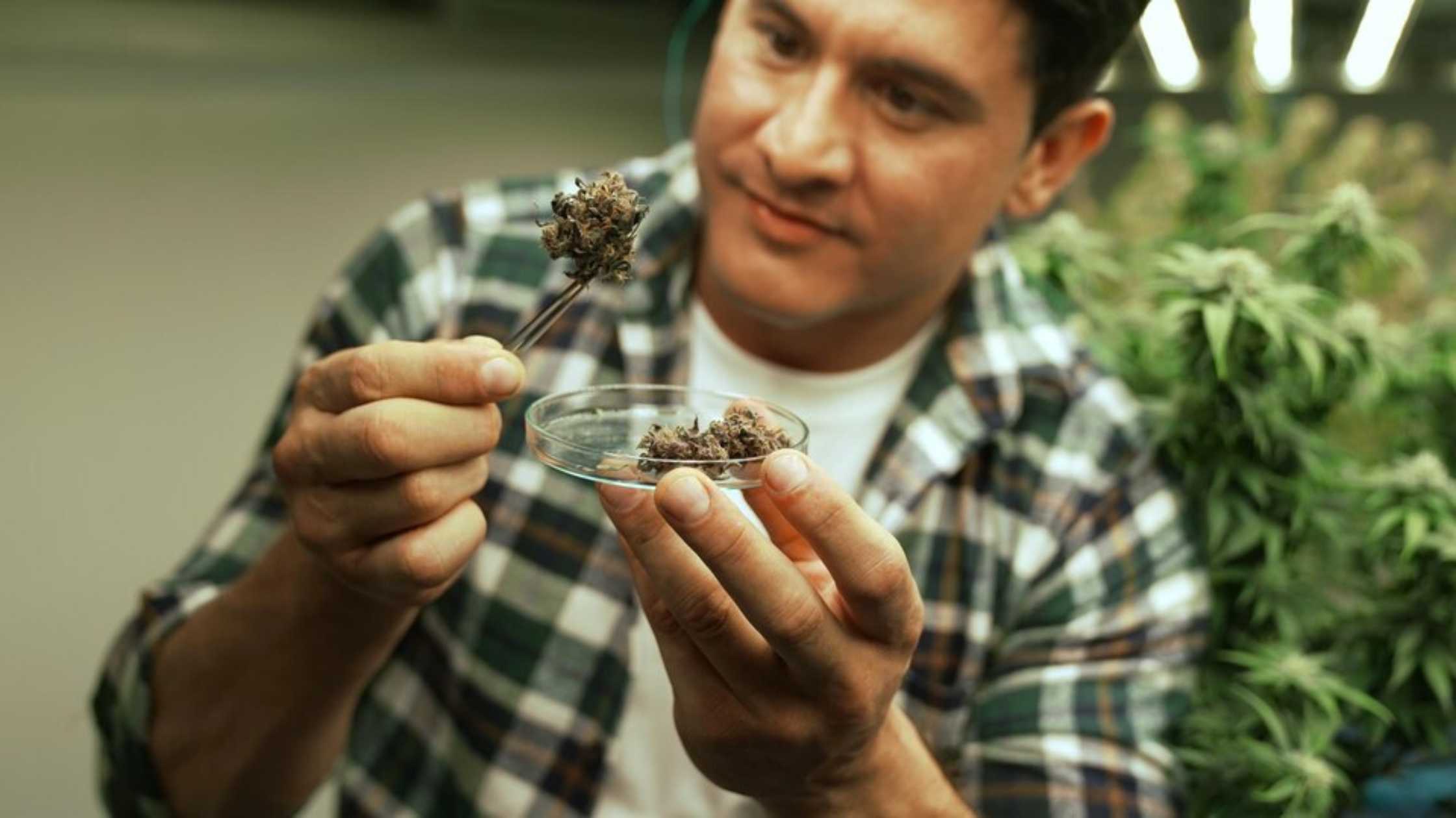 Man is holding a Cannabis in his hand
