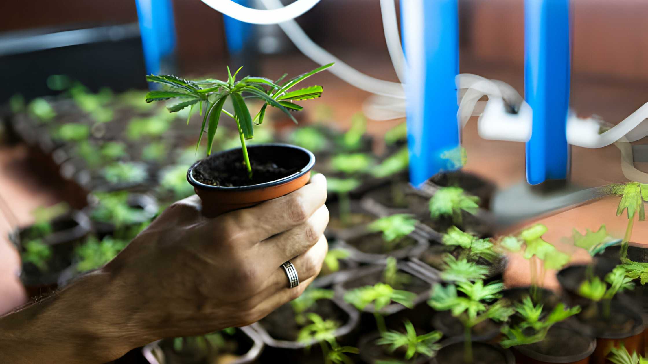 hand is holding a cannabis plant closer view