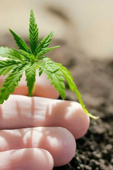 Times Of Hemp