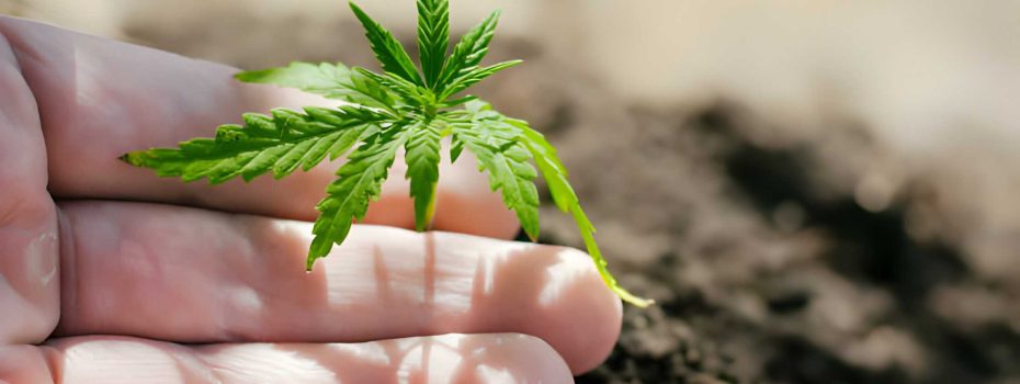 Times Of Hemp
