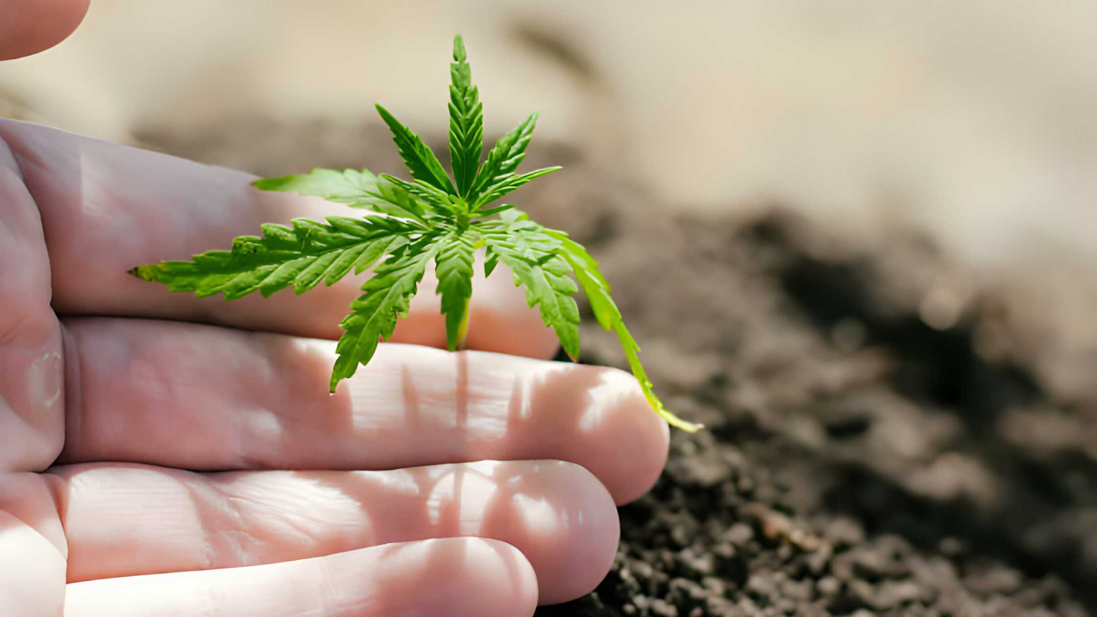 Close view of cannabis plant in between fingers