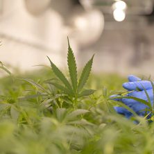 Times Of Hemp