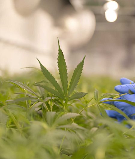 Times Of Hemp