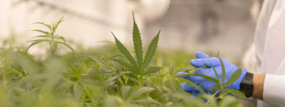 Times Of Hemp