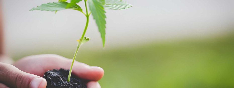 Times Of Hemp