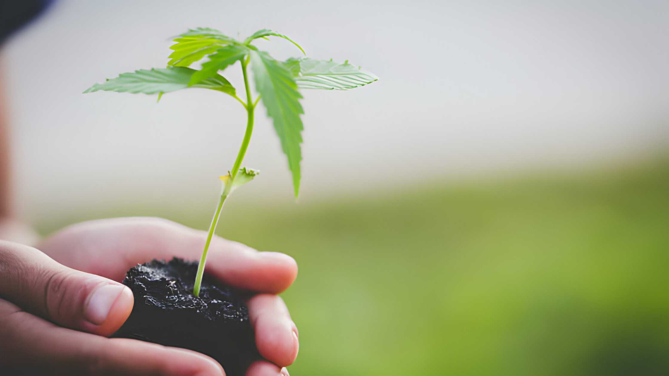 How to Plant Cannabis Seeds Indoors