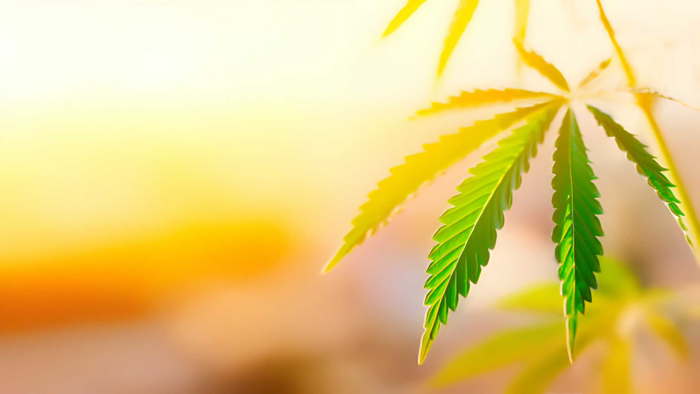 What Are the Benefits and Side Effects of Cannabis?