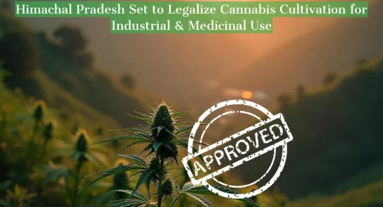Times Of Hemp