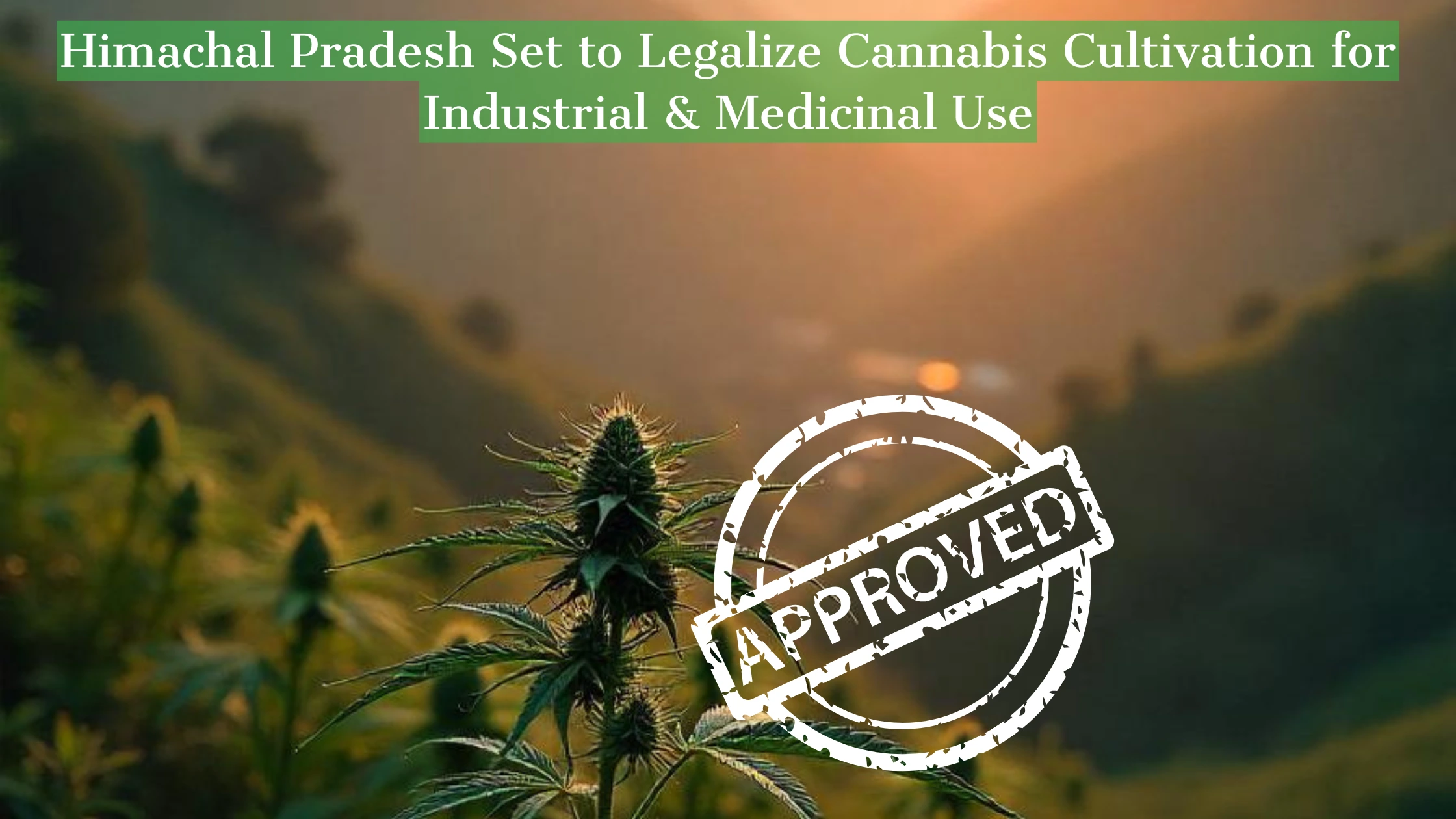 Himachal Pradesh Legalizes Cannabis